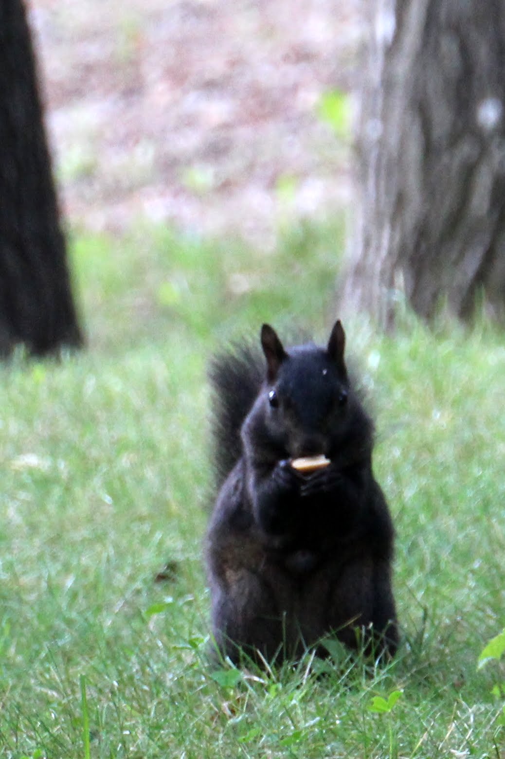 Operation Explorations Feeding the squirrels and chipmunks