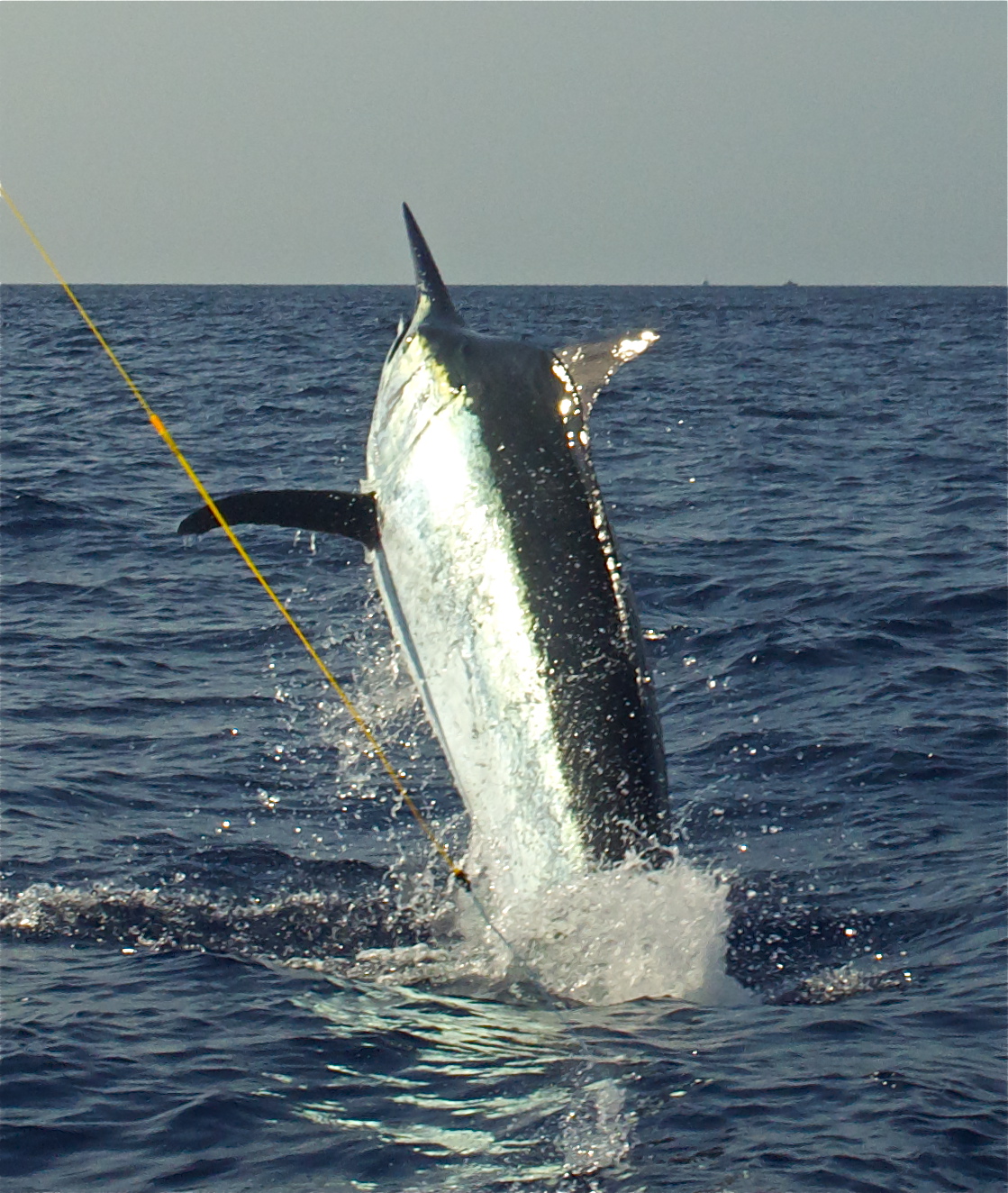Cairns Marlin & Game Fishing Update
