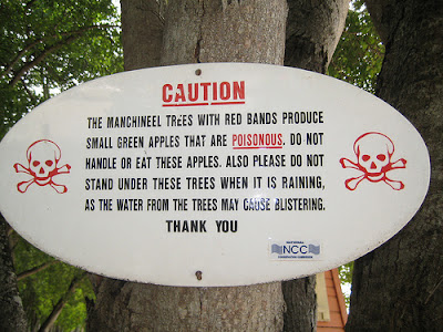 Manchineel tree (Hippomane mancinella)