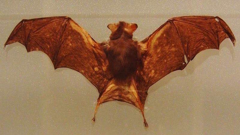 Stuffed Kitti's Hog-nosed Bat specimen Stuffed Kitti's Hog-nosed Bat specimen in the National Museum of Nature and Science, Tokyo, Japan.