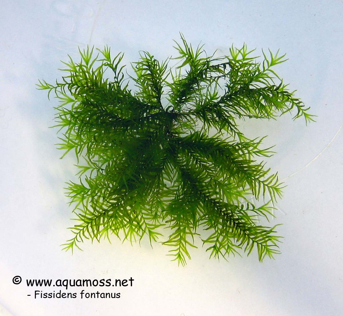 Fissidens Fontanus