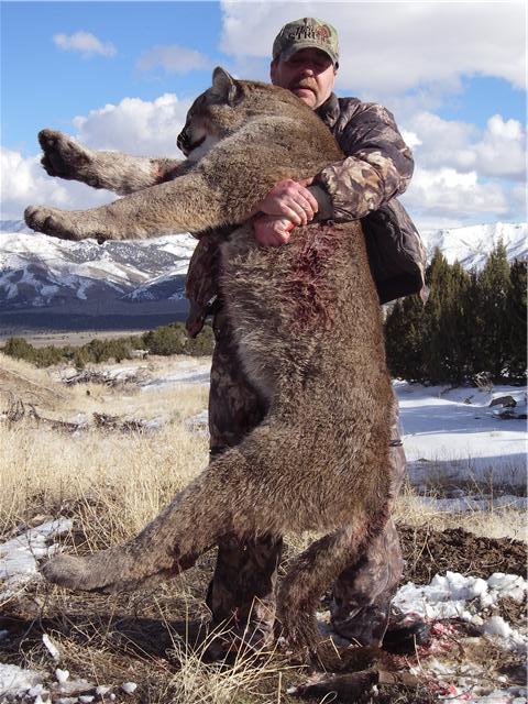 Largest Mountain Lion