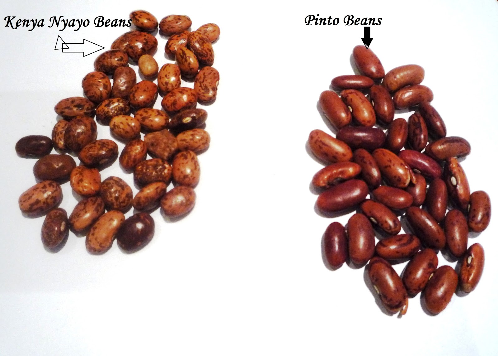 Jagruti's Cooking Odyssey Let's Spill The Beans Kenyan Nyayo Beans