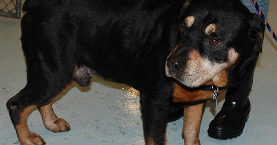 free puppies pasco county with beagle dogs and cats need rescue in pasco county florida free puppies pasco county with beagle dogs and cats need rescue in pasco county florida
