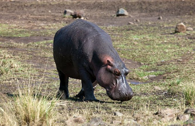 Amazing Story In Kenya Antelope Saved by a Hippo Seen On www.coolpicturegallery.us
