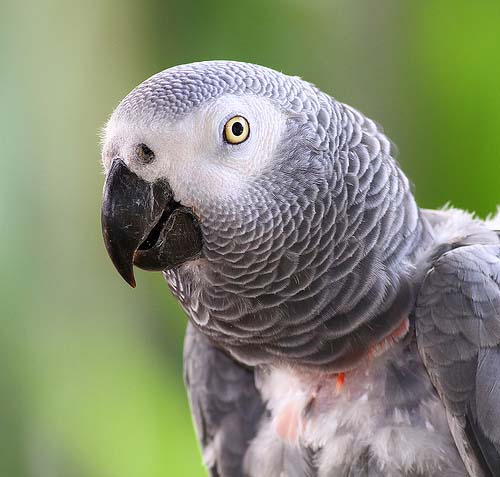 African grey parrots dissertation
