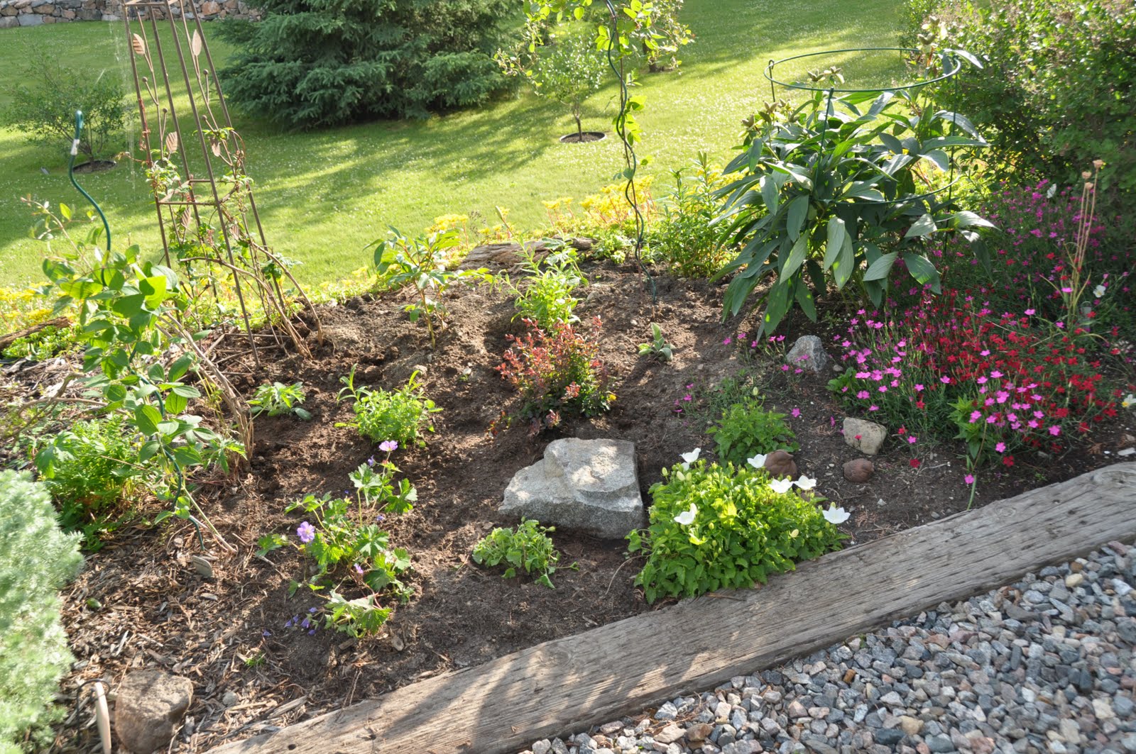 Northern Exposure Gardening Naturalizing Flowers And Beginners Northern Exposure Gardening Naturalizing Flowers And Beginners