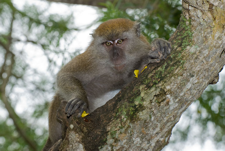 Crab-Eating Macaque | Photos | The Wildlife