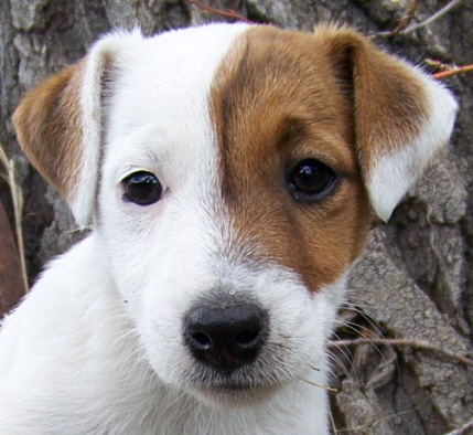 russel puppy the gallery for gt black and white and russel puppy the gallery for gt black and white and