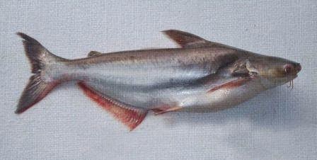 Tips Dan Trik Mancing Ikan Patin Tips Dan Trik Mancing Ikan Patin