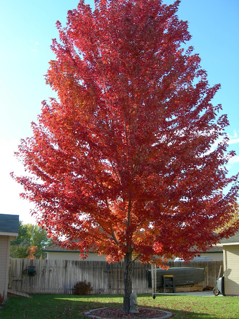 Beautiful picture of a maple tree in Marlene's backyard turning colors in the fall