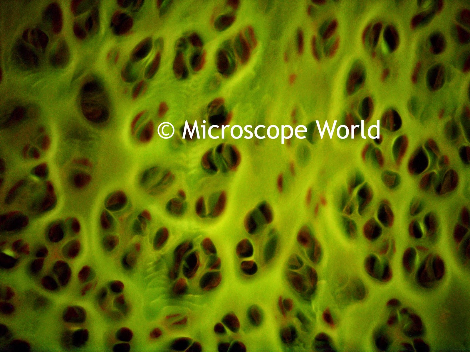 Fluorescence microscope image