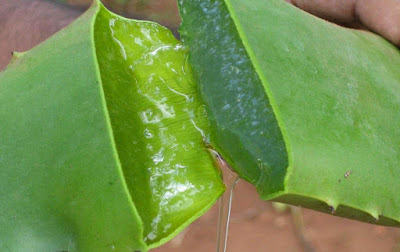 cultivar Aloe vera o sábila