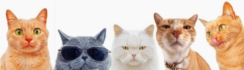 Ce que vous ne saviez peut-être pas sur les chats