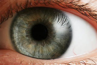 https://en.wikipedia.org/wiki/Evolution_of_the_eye#/media/File:Eye_iris.jpg