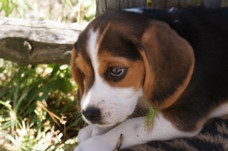 Small Beagle Puppy