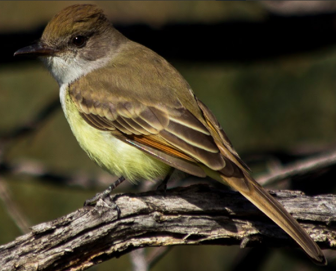 Big Bend Texas Nature Possible Nutting's Flycatcher, Rio Grande
