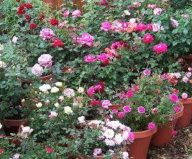 The 2 Minute Gardener: Photo - Roses in Containers