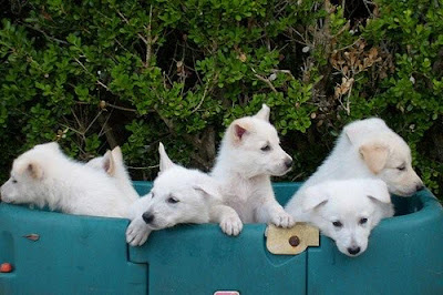 white German shepherd dogs