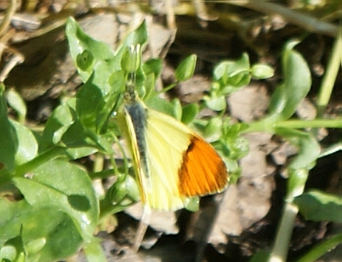 Male Morroco Orange Tip - photo: casa rural El Paraje