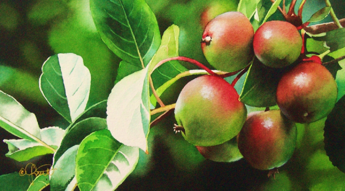Contemporary Realism Baby Apple Tree