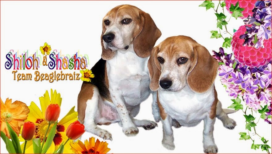 TEAM BEAGLEBRATZ