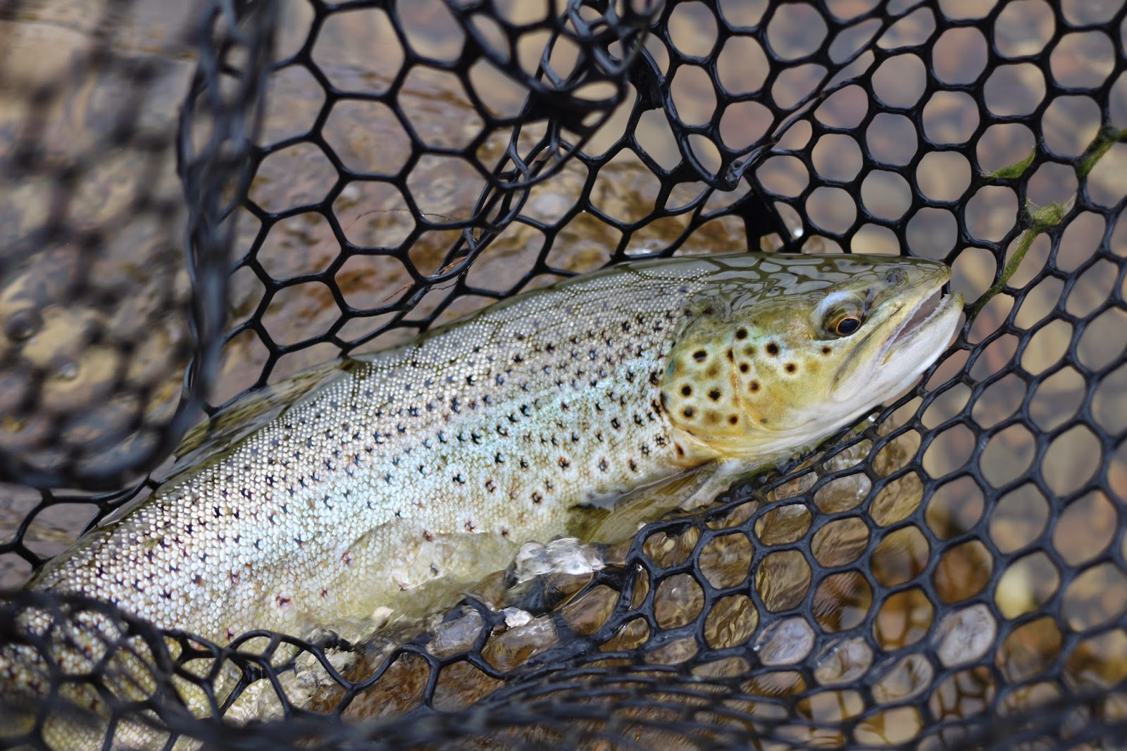 Brown+Trout+Flyfishing+Upper+Green+River+near+Jackson+Hole+Wyoming+with+Jay+Scott+Outdoors+8.JPG
