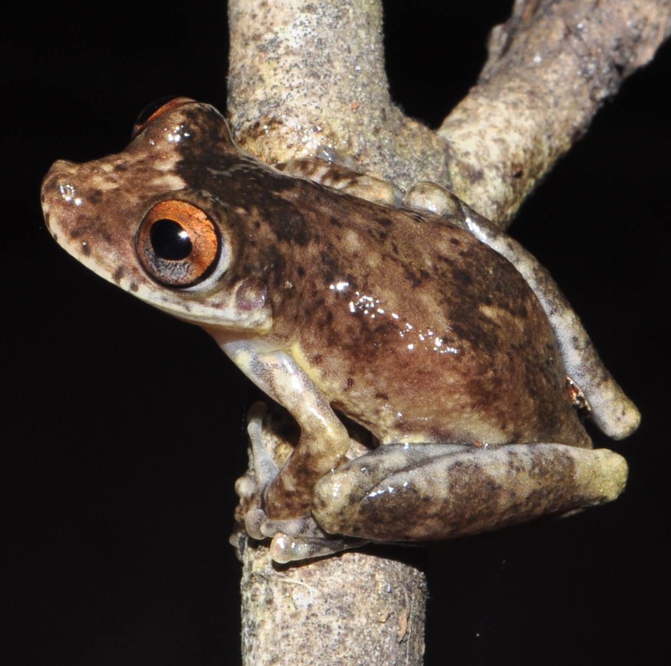 Species New to Science [Herpetology • 2018] Scinax ruberoculatus • A