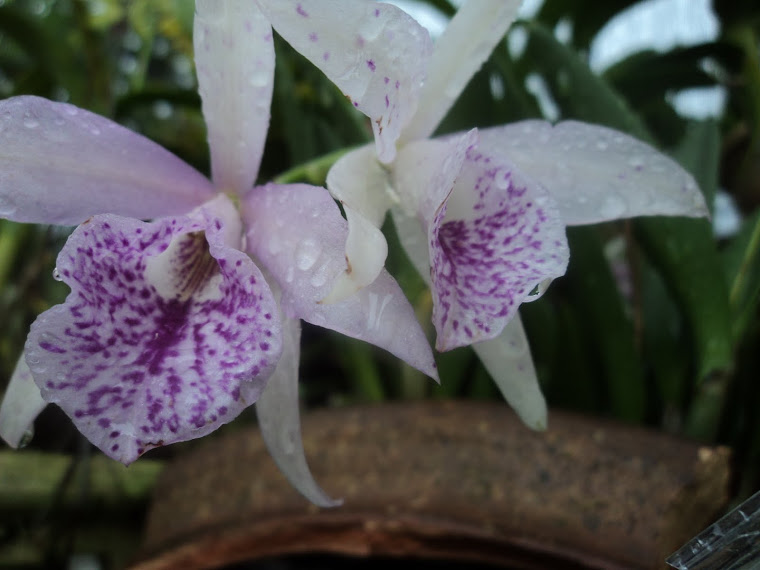 perple-white oncidium