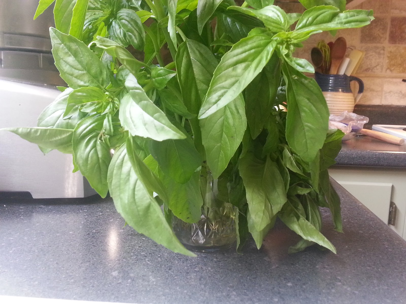 full tummies How to Store Cut Basil