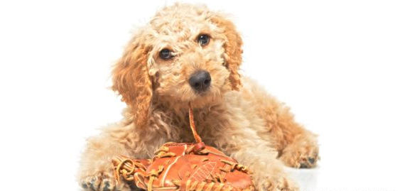 Fihlote de Labradoodle Filhote de Labradoodle