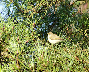 Siberian Chiffchaff