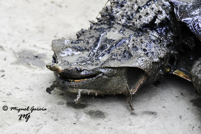 Tortuga Matamata, detalle.