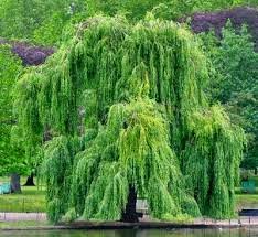 Diseño de Jardines: Diseño de jardines utilizando arboles