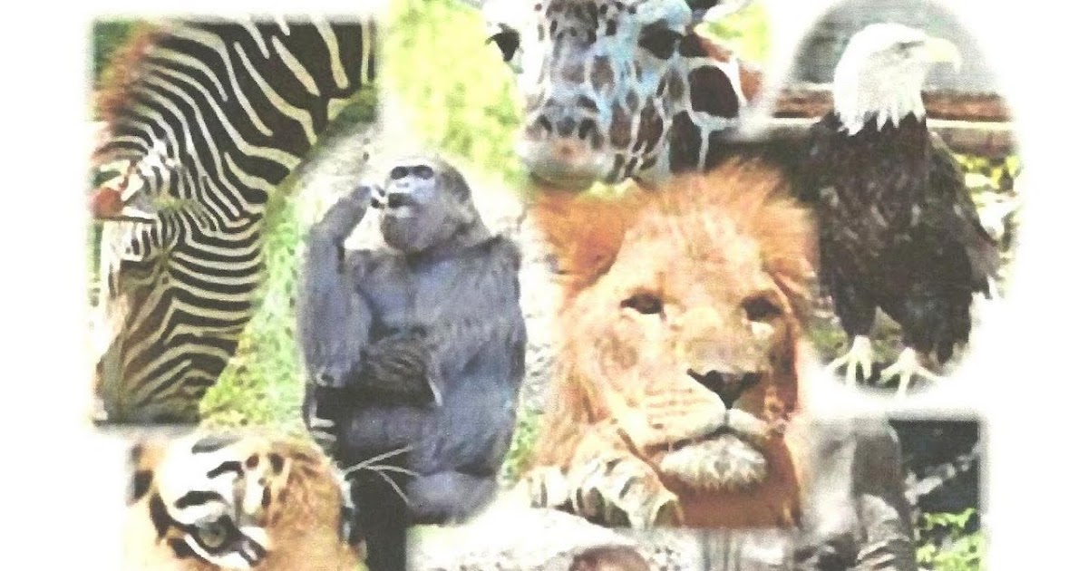 Nurturing Naters with learning activities at home zoo number sequence