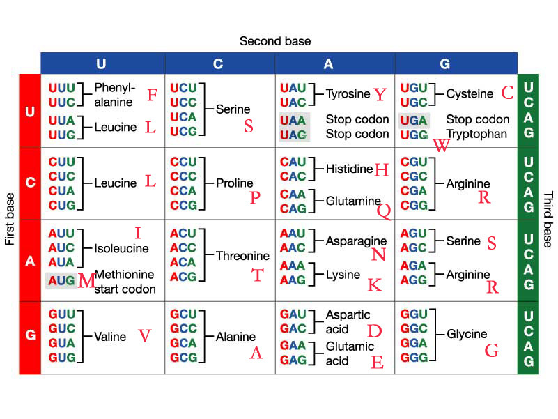 Mrna Amino Acid Sequence Chart