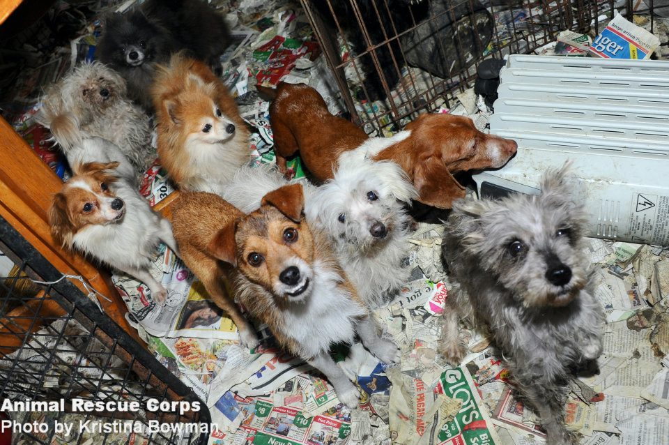 Animal Hoarding News & Info 100 dogs rescued after raid at southern KY