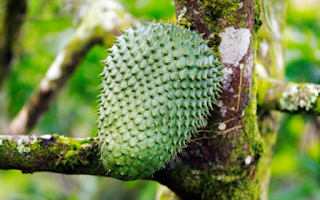 23 Arti Mimpi Tentang Buah Sirsak Menurut Primbon Jawa Dan Islam Arti Mimpi Terlengkap