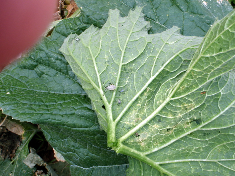Xtremehorticulture of the Desert Squash bugs are Wreaking