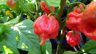 Butch T Scorpion seeds