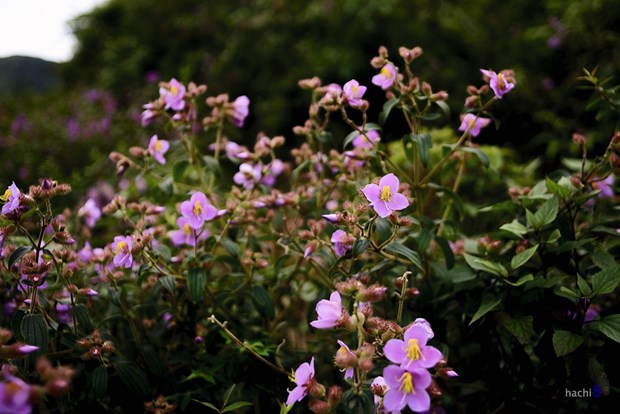 [Image: hoa-mua-tim-ngat-troi-tay-bac-4.jpg]