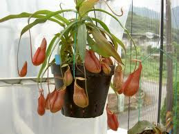 Nepenthes Sp. (Pitcher Plant)