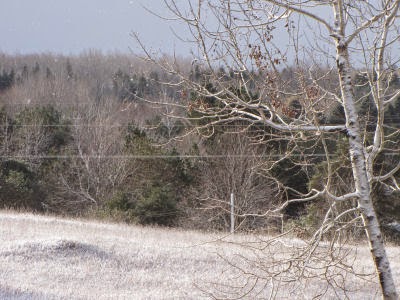 snowy morning