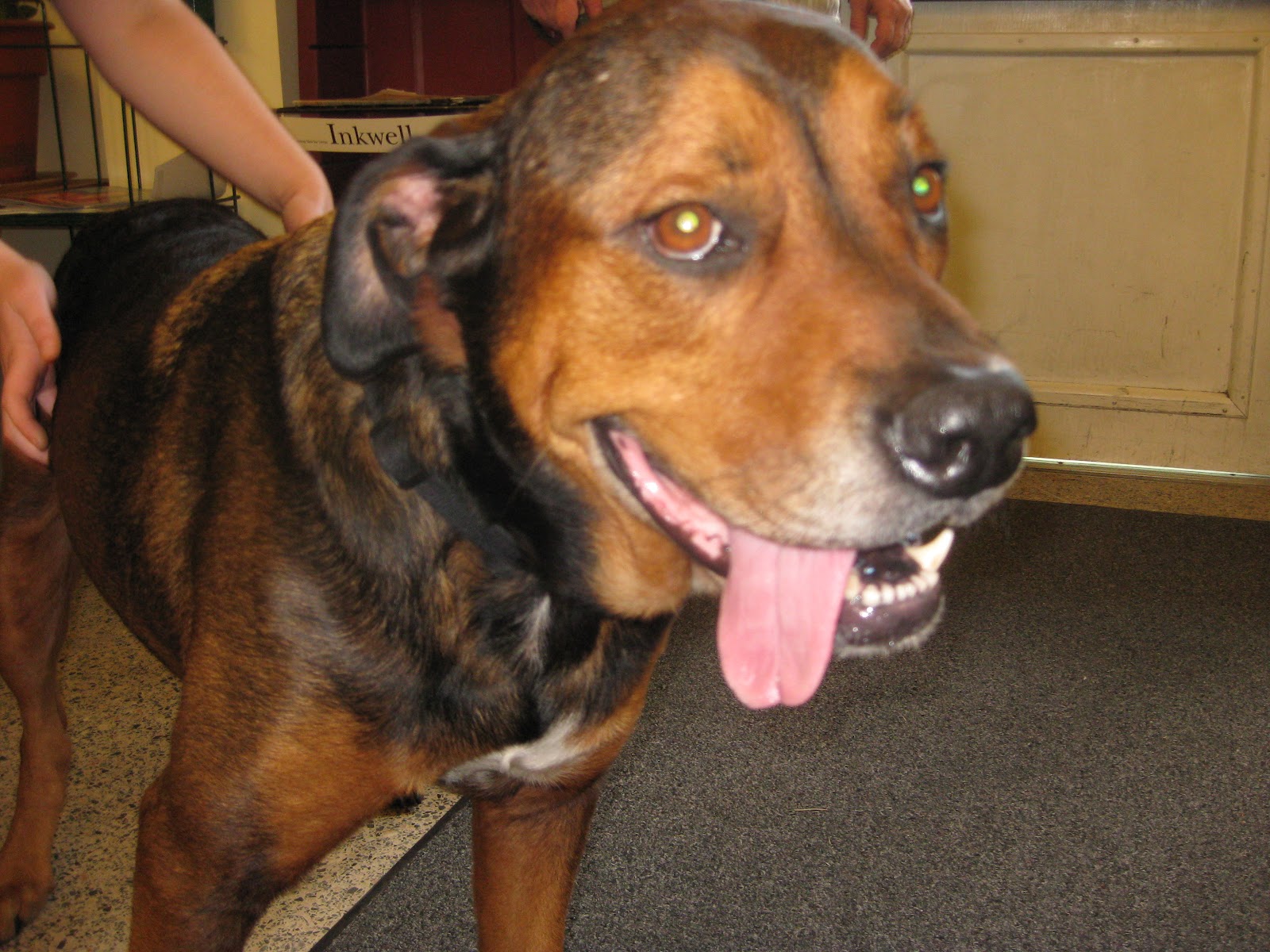 rottweiler greyhound mix greyhound rottweiler mix breeds picture rottweiler greyhound mix greyhound rottweiler mix breeds picture