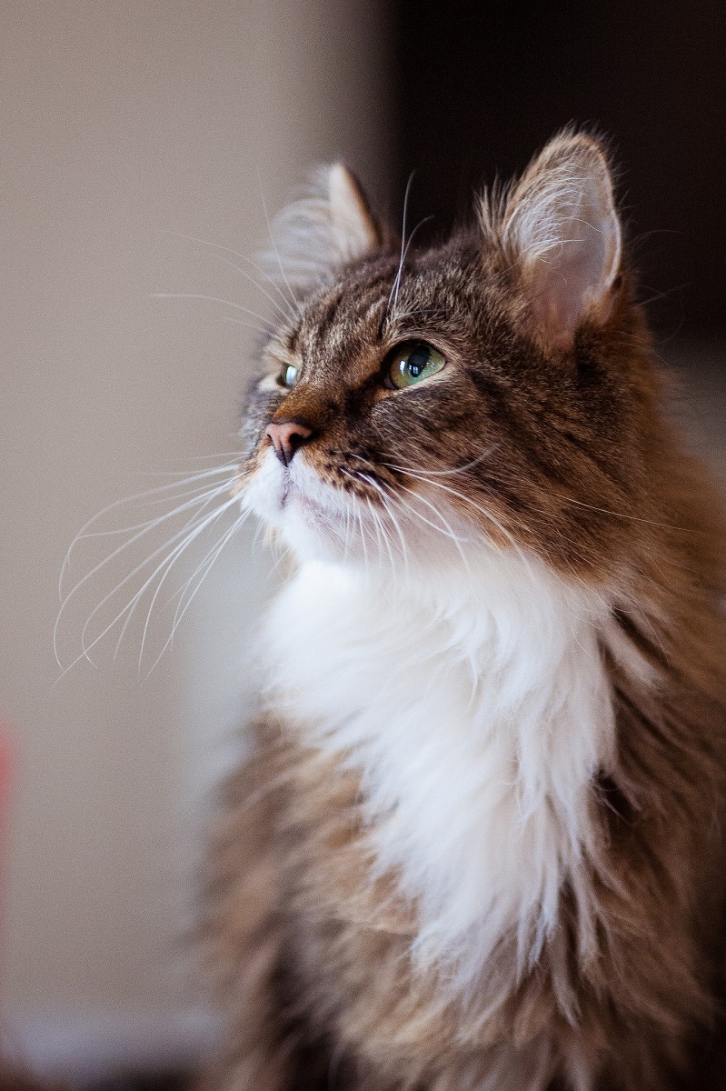 IMAGE: http://4.bp.blogspot.com/-sKT-wxF-TOk/VaAOVwWKZuI/AAAAAAAARw0/pTRB7eCK8WA/s1600/2015-07-10_02-13-36s.jpg