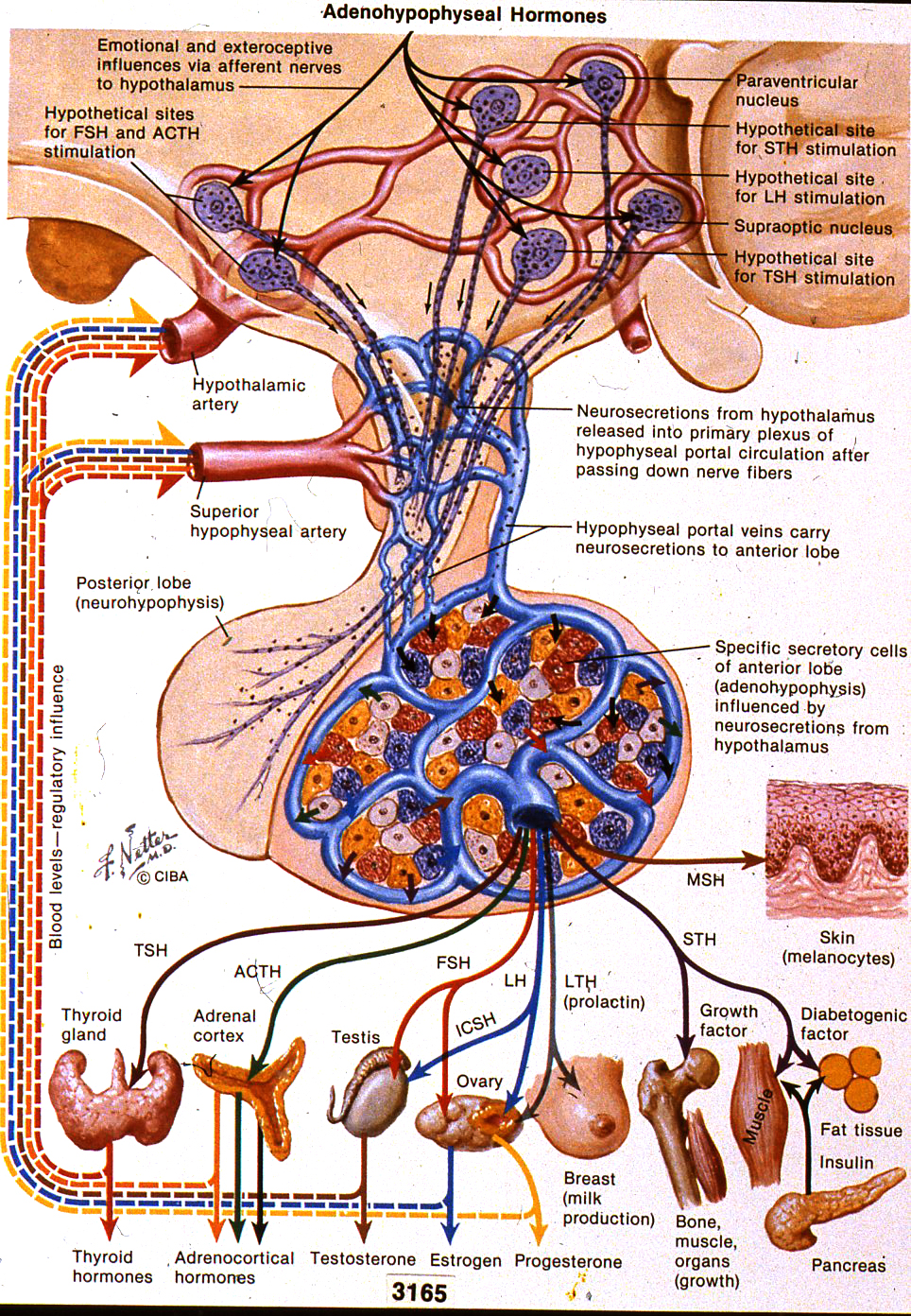 Natural Hormones Health Pituitary Gland
