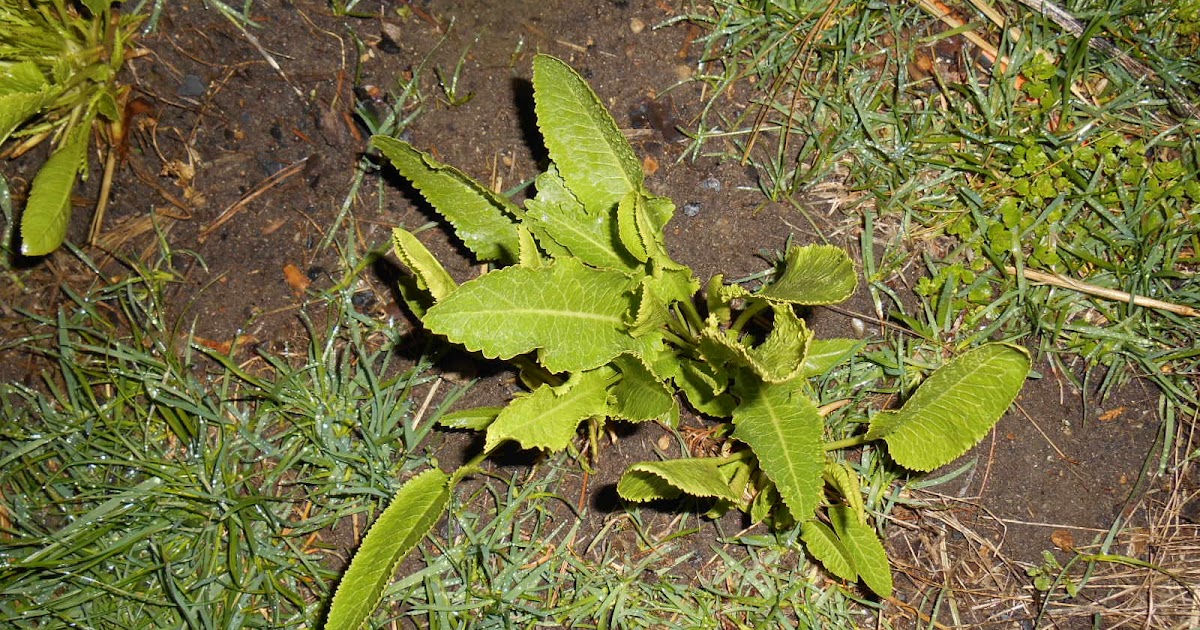 Homestead Central & Back to Basics Harvesting & Growing Horseradish