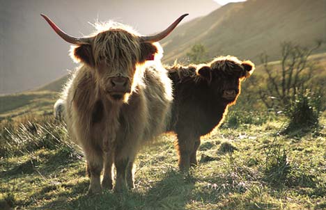 Highland Cattle - The Livestock Conservancy