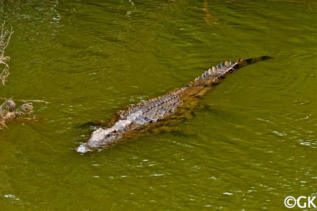Nilkrokodil (Crocodylus niloticus) von ca. 4m Länge.