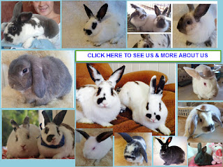Photos of Tweed Heads Rabbits